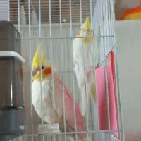 عروس هلندی