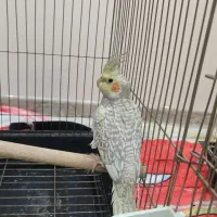 عروس هلندی گل باقالی