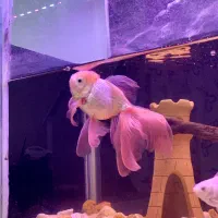 ماهی گلدفیش،گوپی،پلاتی،لجن خوار|ماهی|مرند, |دیوار