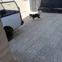 سگ هاسکی زیبا ، بازیگوش و دوستداشتنی واگذارمیشود|سگ|بومهن, |دیوار