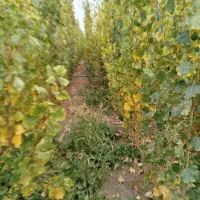 نهال صنوبر نیگرا ترکیه ارسال به تمام نقاط کشور|خدمات باغبانی و درختکاری|فیروزآباد (آذربایجان), |دیوار