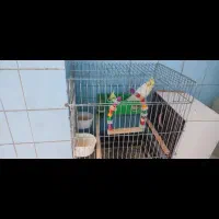 یک جفت عروس لوتینو با قفس|پرنده|الوند, |دیوار