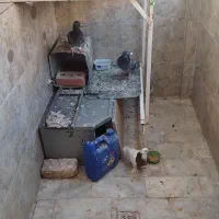 کبوتر|پرنده|آستانه اشرفیه, |دیوار