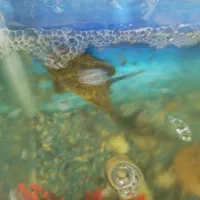 لجنخوار سایز بزرگ اسپرت|ماهی|اسدآباد, |دیوار