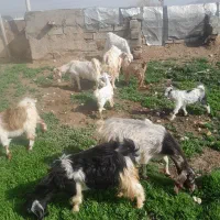 ۶عدد بز و بزغاله مالچه