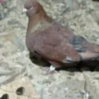 ماده‌س‌چهارم‌فروشی‌بازاری‌نیست‌فقط‌تماس