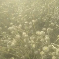 بذر پیاز|خدمات باغبانی و درختکاری|فلاورجان, |دیوار