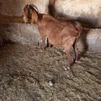 یک عددبزماده آبستن نگه داری