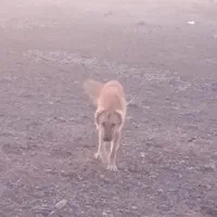 سگ رمگی بسیارهوشیار|سگ|بیرجند, |دیوار