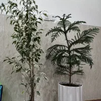 گل آپارتمانی|گل و گیاه طبیعی|یزد, |دیوار