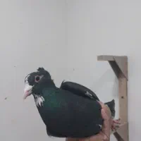 طوقی،پلنگ،دمسفید