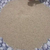 عدس محلی فقط ۱۵کیلو مانده
