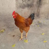 خروس فروشی
