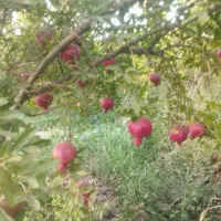 انار ممتاز  ارسال به همه جای شهر قم وشهرهای اطراف|خوردنی و آشامیدنی|کهک, |دیوار