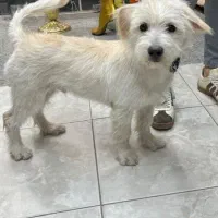 توله شیتزو تیریر واگذاری فقط شهر اصفهان سرکشی