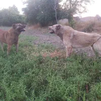 سگ سرابی|سگ|سرخنکلاته, |دیوار