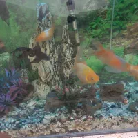 اکواریوم|ماهی|سوسنگرد, |دیوار