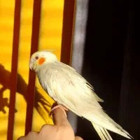 عروس هلندی نر زعفرانی