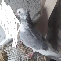 چند جفت کبوتر