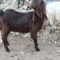 گوسفندبز|حیوانات مزرعه|زارچ, |دیوار