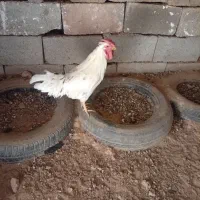 خروس گلین چهل تاج جوان