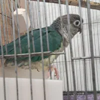 جفت گرینچیک تراکوییس یلوساید بالغ با تست جنسیت|پرنده|گلستان (تهران), |دیوار