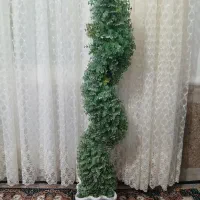 درختچه زیبا