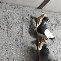 کفتر پرشی|پرنده|نیشابور, مازول|دیوار