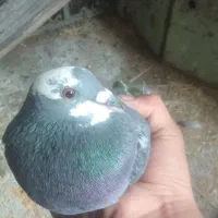 کفتر نر