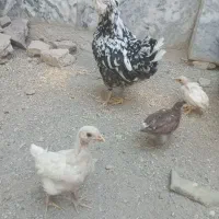 مرغ گلین اصل با سه تا جوجه