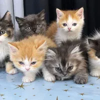 بلک جینجر گلدن بلک بای کالر کالیکو