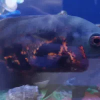 اسکار  جوئل