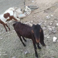 دو عدد کهره نر|حیوانات مزرعه|امیدیه, |دیوار