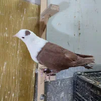 سرخ کله سفید|پرنده|سبزوار, جوادیه غربی|دیوار