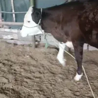 سیمینتال جنس