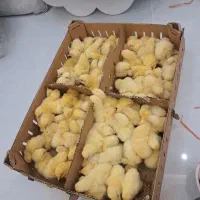 جوجه گوشتی راس ۳۰۸