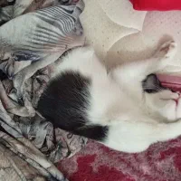 واگذاری گربه اسموکینگ سه ماهه، خانگی و آموزش دیده