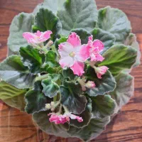 بنفشه آفریقایی