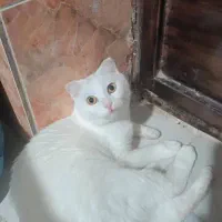 گربه اسکاتیش|گربه|بندرعباس, |دیوار