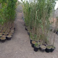 فروش انواع نهال میوه