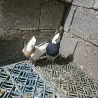 کفتر اتیقه