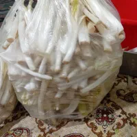 کنگره درجه یک