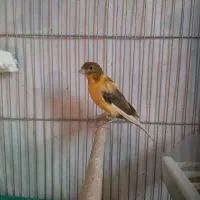 قناری  نر و ماده