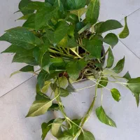 پتوس کاسه ای بزرگ رونده آویز پُر برگ|گل و گیاه طبیعی|قم, نیروگاه|دیوار