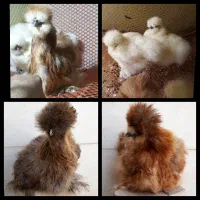 جوجه ابریشمی یک ماهه|حیوانات مزرعه|اهواز, کوی باهنر|دیوار