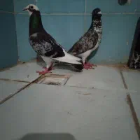 کبوتر پلاکی،بهبانی