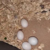 عروس هلندی