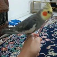 2عدد عروس هلندی نرسخنگو|پرنده|نسیم‌شهر, |دیوار