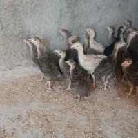 فروش بوقلمون محلی