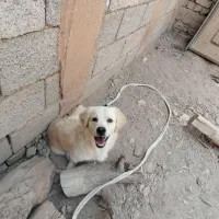 پاپی گمشده|حیوانات|اصفهان, شهرک صنعتی امیرکبیر (شاپور جدید)|دیوار